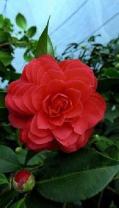 六角大紅 六角大紅