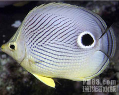 四斑蝴蝶魚