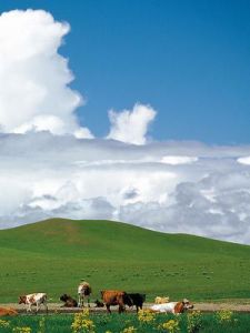 畜牧[畜牧養殖]