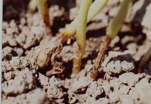 大豆根腐病 大豆根腐病