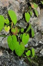 萎軟風毛菊 萎軟風毛菊