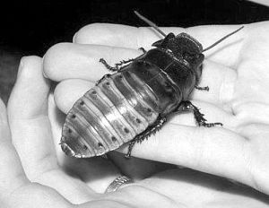 發聲蟑螂 發聲蟑螂