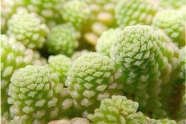 魔南景天 魔南景天