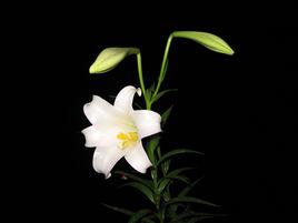 百合[百合科百合屬植物]