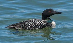 北極潛鳥 北極潛鳥