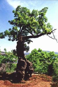 唐槐[蓬萊唐槐]