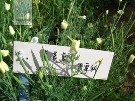 花菱草屬 花菱草屬