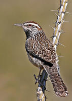 棕曲嘴鷦鷯 棕曲嘴鷦鷯