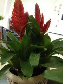 黃苞鶯哥 黃苞鶯哥