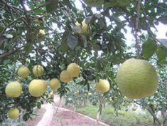 黃沙白柚 黃沙白柚