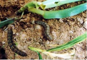 小地老虎 小地老虎