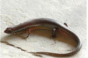 多線南蜥 多線南蜥