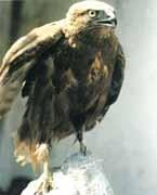 棕尾鵟鷹 棕尾鵟鷹