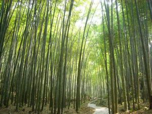 百里竹海觀音洞景區