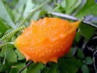 山苦瓜