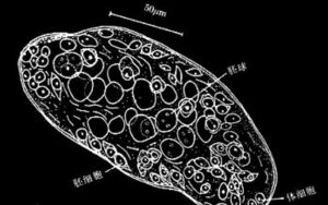 擬似盤鉤蟲屬 擬似盤鉤蟲屬