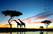 只有脖子長的長頸鹿才能吃到高處的食物