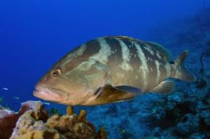 拿騷石斑魚 拿騷石斑魚