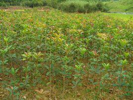 桂花小苗 桂花小苗
