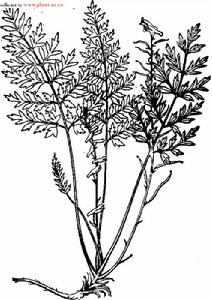 川鄂黃堇 川鄂黃堇