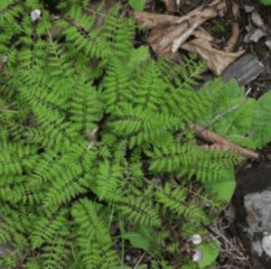 擬根葉亞群 擬根葉亞群