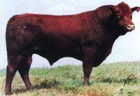 抗旱王牛 抗旱王牛