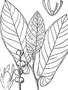 雞嗉子果[常綠小喬木]