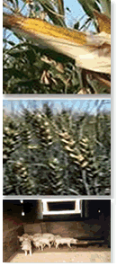 黑山鎮[黑龍江省巴彥縣] 物產