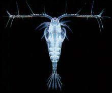 華哲水蚤屬 華哲水蚤屬