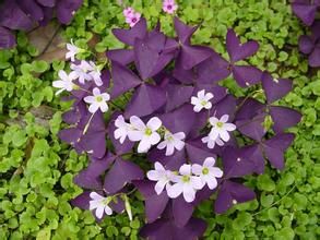 美葉川木香 美葉川木香