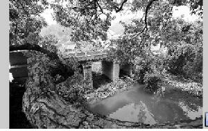 慶豐村[浙江舟山市定海區環南街道慶豐村]