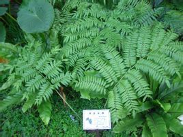 邊生觀音座蓮 邊生觀音座蓮