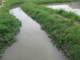 生態護坡 生態護坡