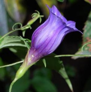 半側蔓龍膽 半側蔓龍膽