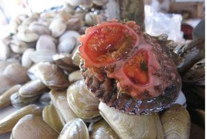 鋼纖海鞘 鋼纖海鞘