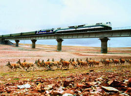 青藏鐵路野生動物通道