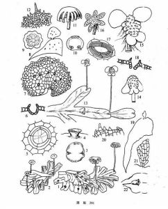 楔瓣地錢 楔瓣地錢