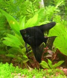 黑神仙魚