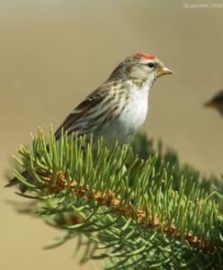 食樹雀屬 食樹雀屬
