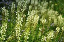 白花甘肅馬先蒿 白花甘肅馬先蒿