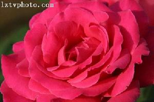 煙臺萊州月季花節