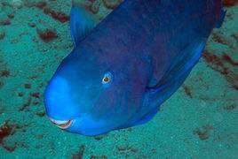 藍頰鸚嘴魚