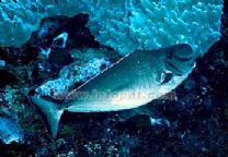 印度洋圓髻角吊