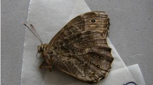 絲鏈蔭眼蝶 絲鏈蔭眼蝶