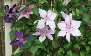 絲鐵線蓮 絲鐵線蓮