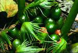 巴蘭薩蘇鐵 巴蘭薩蘇鐵