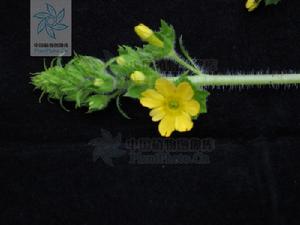 巴塘報春 巴塘報春