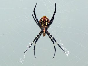 毒蜘蛛