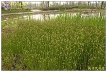 羽毛荸薺 羽毛荸薺