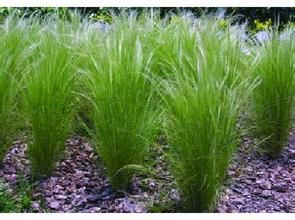 羽狀針茅 羽狀針茅